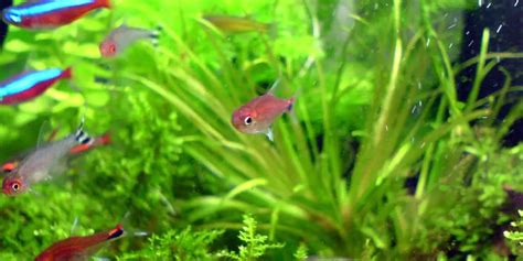 12 Best Tetra Fish Tank Mates And Fish To Avoid - Tetra Fish Care