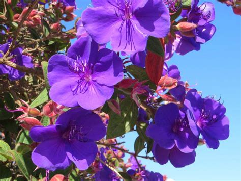 Tibouchina urvilleana - Boething Treeland Farms