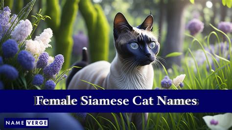 Siamese Cat Names: 399+ Best Names For Siamese Cats