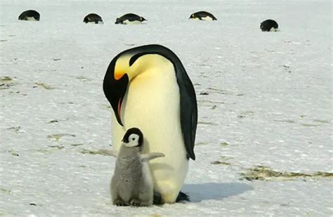 Emperor Penguin - Description, Habitat, Image, Diet, and Interesting Facts