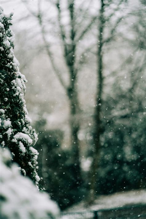 White snow on tree branch photo – Free Grey Image on Unsplash