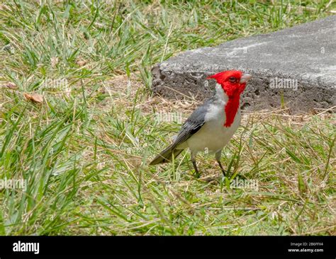 Red Crested Cardinal-Oahu, Hawaii Stock Photo - Alamy