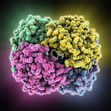 Different Types of Cell Proteins and What They Do in 2024 | Molecule model, Chemical structure ...