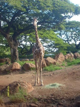 17 Best images about Honolulu Zoo and Animals on Pinterest | Zoos, Oahu ...