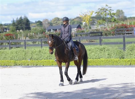 Dressage Pyramid of Training And What Each Level Means