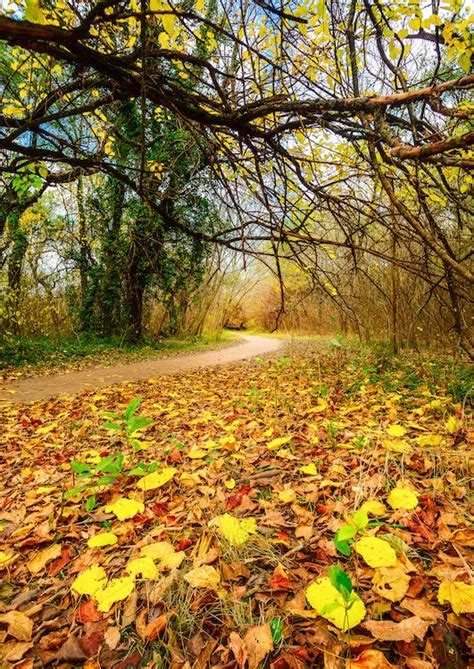 Path in Autumn Park · Free Stock Photo