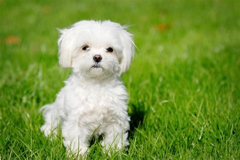 10 Most Expensive Dog Breeds in India - PetHelpful