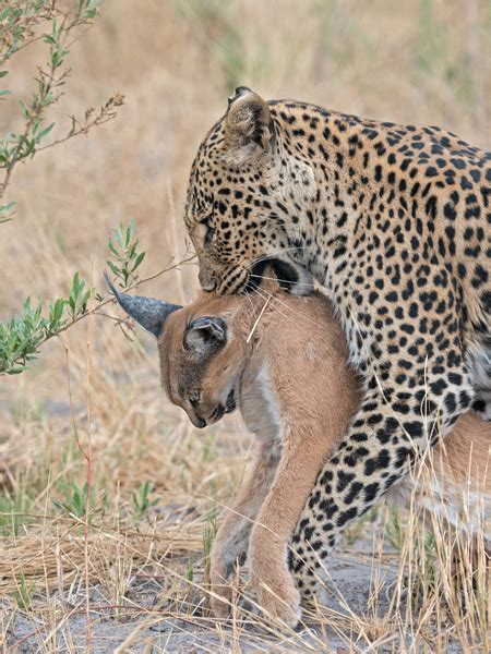 Cat fight: leopard vs. caracal - Africa Geographic