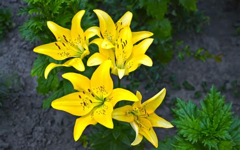 lilies yellow-Flowers HD Wallpaper Preview | 10wallpaper.com