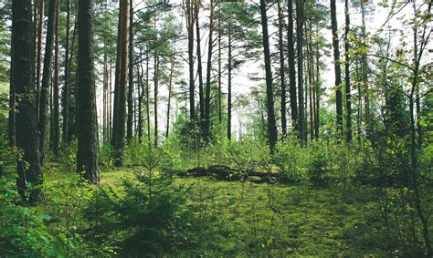 Pros and Cons of discovering Belarusian Nature | Belforrest