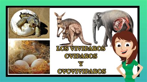 Compartir 78+ animales ovoviviparos dibujos mejor - vietkidsiq.edu.vn