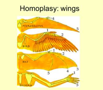 Homology vs. Homoplasy on emaze