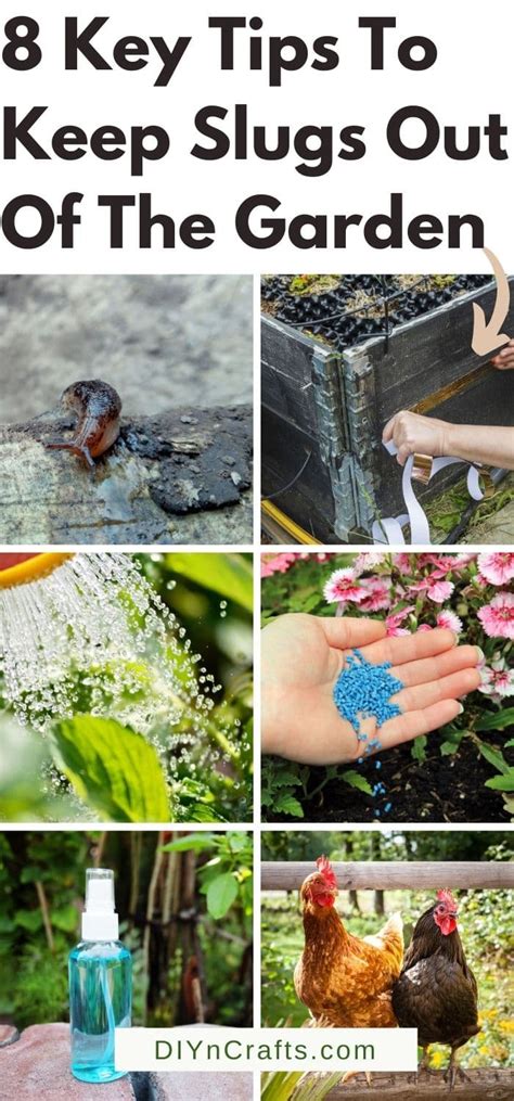 8 Genius Hacks for Keeping Slugs Out of Your Garden - DIY & Crafts