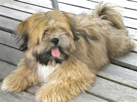 Lhasa Apso Dog Information, Photos | DogExpress