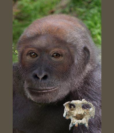 An illustration of Pierolapithecus catalaunicus contrasts with a photo of the fossil skull ...