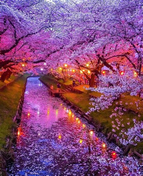 🔥 Japanese Sakuras in bloom 🔥 : r/NatureIsFuckingLit