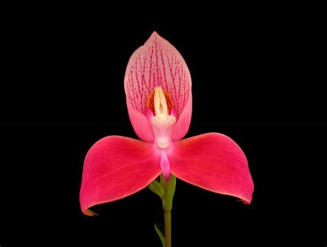 Plantweb: Disa uniflora TM a 1350x1024 from Wallpaper