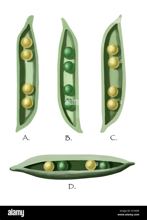 Illustration showing genetic variations found by Gregor Mendel (1822 - 1884) in his ...