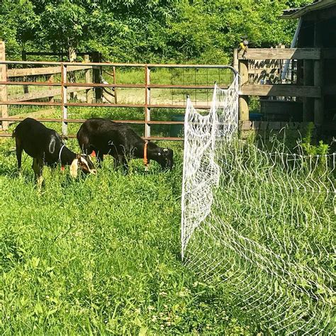 My latest goat thing love... our new electric fence netting that allows us to move the herd into ...