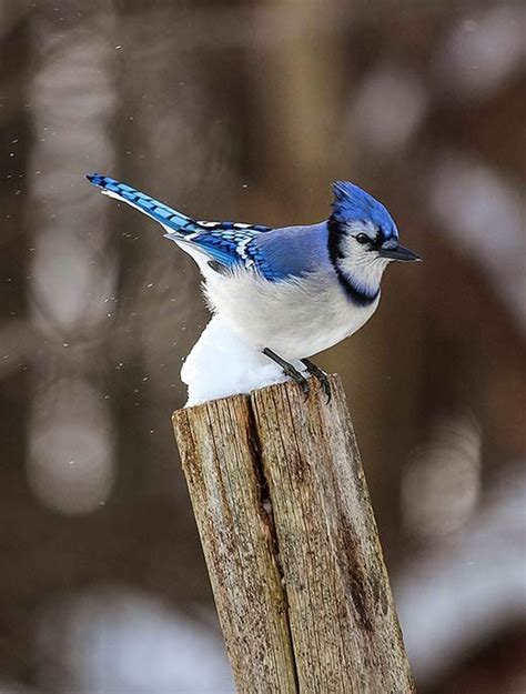 51 Best Winter Bird Photos Ever - Birds and Blooms