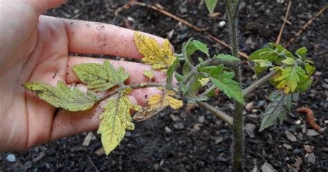 How to Save Your Plants From Being Overwatered