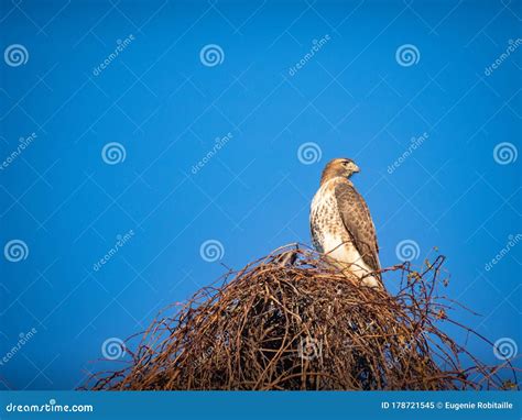 Red-Shouldered Hawk stock image. Image of hawk, vocal - 178721545