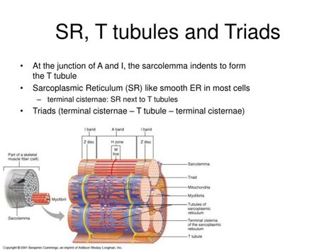 Difference Between Terminal Cisternae And Sarcoplasmic Reticulum - ScienceHUB