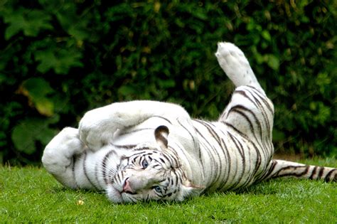 Save White Royal Bengal Tigers ~ MyClipta