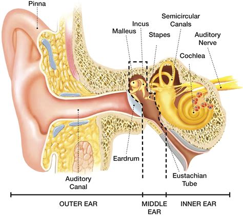 SPEECH LANGUAGE PATHOLOGY & AUDIOLOGY: HEARING DISORDERS OF THE OUTER EAR