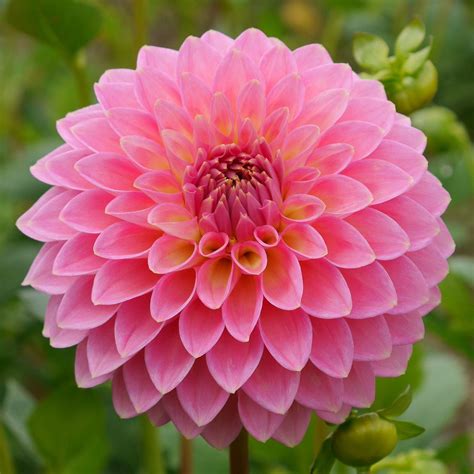 Vista Kestyn Dahlia | Dahlia flower, Beautiful flowers images ...