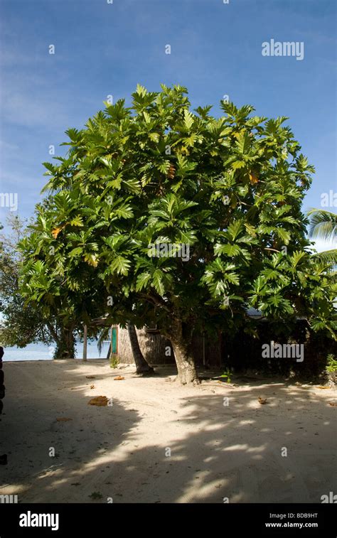 Breadfruit tree, Manase Village, Savai'i Island, Western Samoa Stock ...