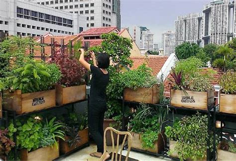 Rooftop Farming: How urbanites are making a healthy transition towards ...