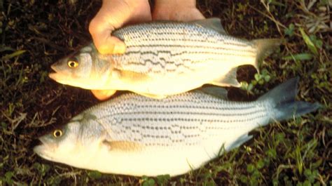 Hybrid Striped Bass | Mississippi State University Extension Service