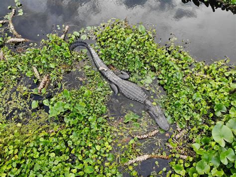 Alligator in River · Free Stock Photo