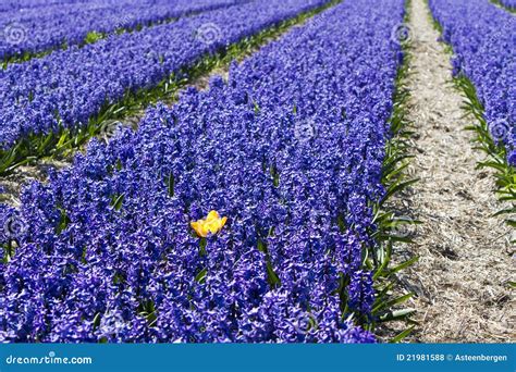 Field Of Hyacinth Flowers Royalty Free Stock Photos - Image: 21981588