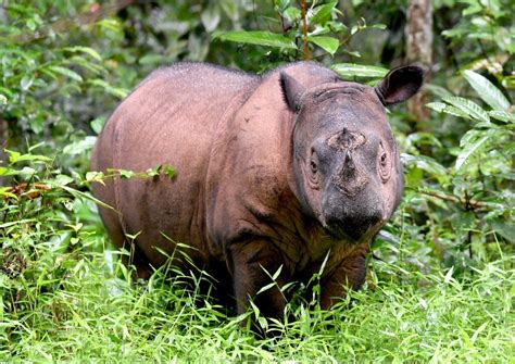 O último rinoceronte-de-sumatra macho da Malásia está morto