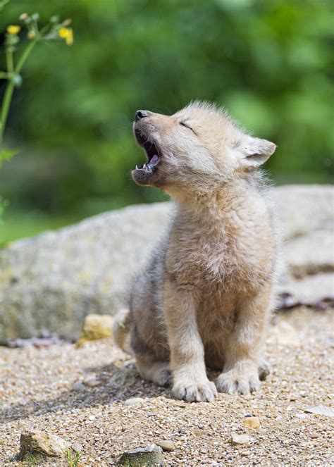 Baby arctic wolf learning to yawn | I think that this pictur… | Flickr