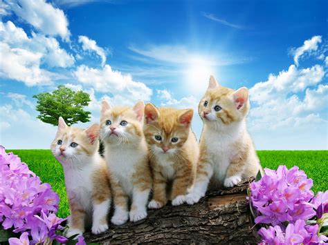 PicZene - Nature Wallpaper With Animals