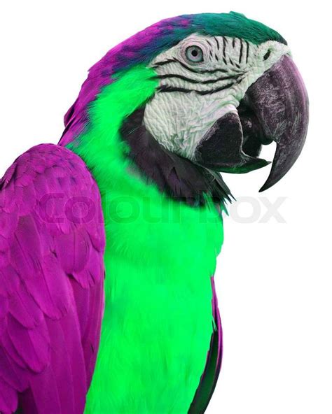 Green and pink macaw parrot closeup, ... | Stock Photo | Colourbox