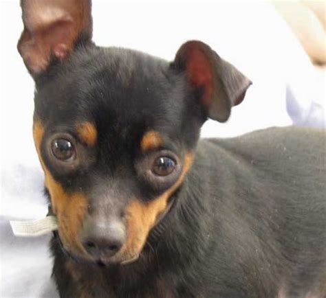 Is Your Dog a Chihuahua or Miniature Pinscher? » MinPinMania