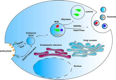 Frontiers | The Role of Exosomal Non-Coding RNAs in Coronary Artery Disease