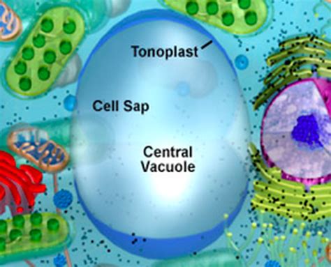 Vacuole