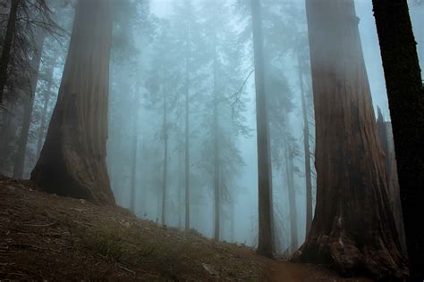 Sequoia National Forest Camping Guide - Beyond The Tent