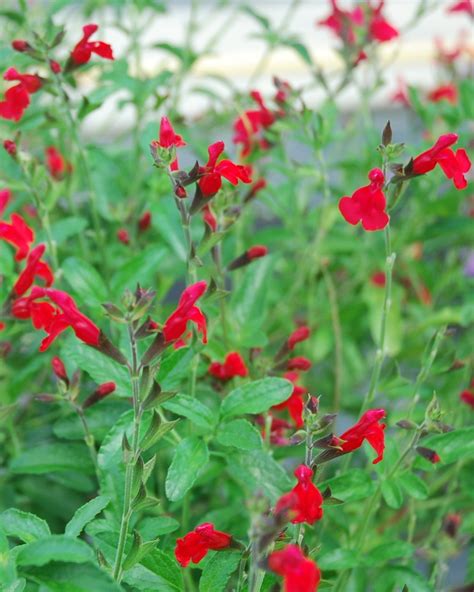 Salvia greggii ‘Radio Red’ | James Greenhouses - perennial plugs ...