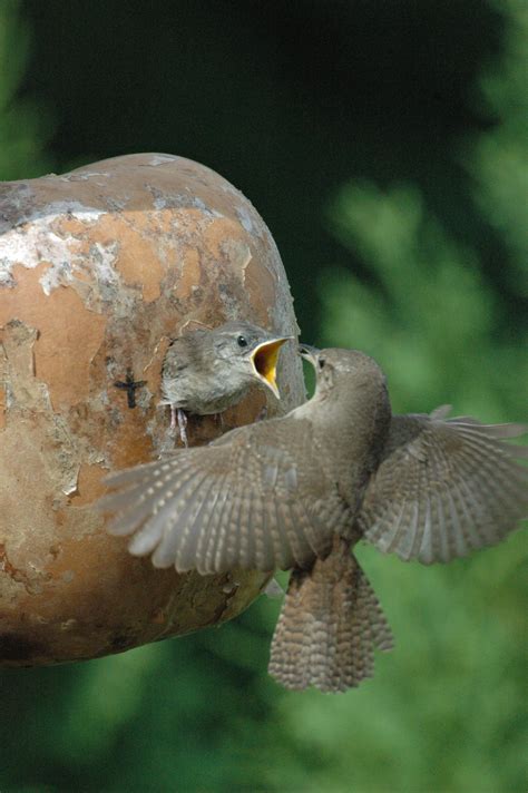 Hungry House Wren Babies - Birds and Blooms