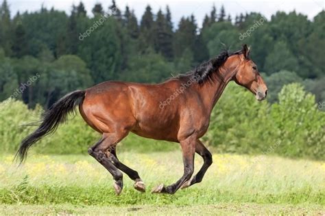 Dark bay horse — Stock Photo © Edoma #48324727