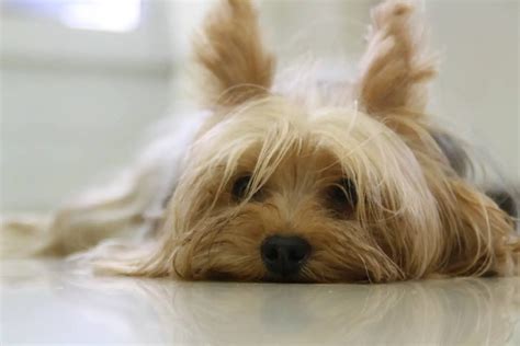 Yorkie Training - Tips on How to Train a Yorkie Effectively