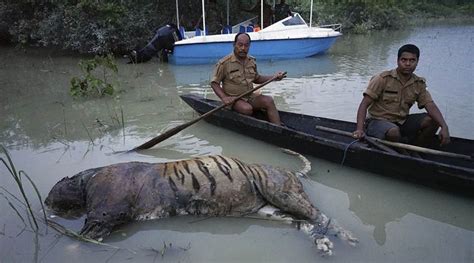 Assam floods: 225 animals dead in Kaziranga National Park | India News ...