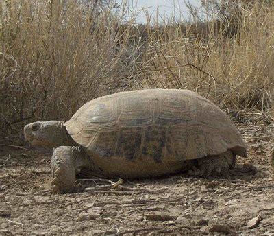 bolson-tortoise01.jpg - Learn About Nature