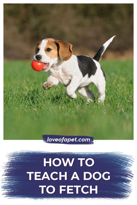 How to Teach a Dog to Fetch: 6 Steps - Love Of A Pet in 2020 | Dogs, Teach dog to fetch, Dog ...